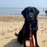 House sit pet parent - Lovely house in a friendly village with very affectionate animals!