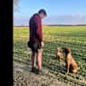 House sit pet parent - 3 bed House sitting for 4 dogs