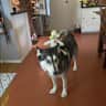 House sit pet parent - Relaxing place + furry friend in heart of Silicon Valley with amazing food