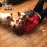 House sit pet parent - Victoria British Columbia near beaches, downtown and all amenities with 2 corgis