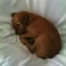 House sit pet parent - Urgently looking for Housesitter in Germany starting end March!!