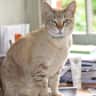 House sit pet parent - Pet sit in the glorious Chilterns!