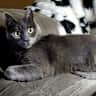 House sit pet parent - Holiday with our Cat and Axolotl.