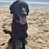House sit pet parent - Cozy Wexford home & loving care for our Labrador