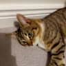 House sit pet parent - We have a large, 4 bedroom house with a newly renovated back garden.