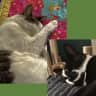House sit pet parent - June 2025 Sit