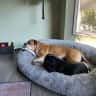 House sit pet parent - Quiet rural setting, large Family house.
2 loving dogs
