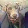 House sit pet parent - Lab-Sit in McCall, Idaho
