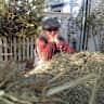 House sit pet parent - Seaside Rustic Cottage Farm Stay/GET-A-Way!