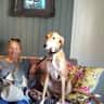 House sit pet parent - 2 old hounds in a lovely home in Cliftonville