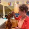 House sit pet parent - Chill by the Pool with Red, our gorgeous Vizsla, in Boulder City NV