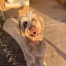 House sit pet parent - Enjoy Northwest Arkansas with an Aussiedoodle!