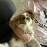House sit pet parent - Cavaliers needs sitting and lots of cuddles