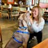 House sit pet parent - Weimaraner, mountains, rivers, hiking and chilling!