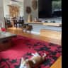 House sit pet parent - Comfy home with 2 adorable Ginger cats & 1 Swiss Shepherd.