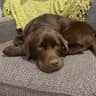 House sit pet parent - Family home in the Central Coast complete with a gorgeous Chocolate Labrador.