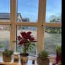 House sit pet parent - A gorgeous large country farmhouse in the heart of the English countryside.