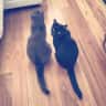 House sit pet parent - Spend a magical time in Bronxville NY with three lovely boy kitties!