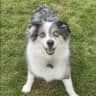 House sit pet parent - Beautiful views in Seattle with Boomer