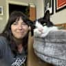 House sit pet parent - Sunny, central Atlanta condo with the two cutest cats ever