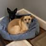 House sit pet parent - Two cuddle pups in large house on quiet street in Mukilteo by the bay