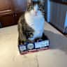 House sit pet parent - Beautiful country home with one friendly and easy cat