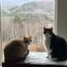House sit pet parent - Beautiful country home with two friendly and easy cats