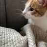 House sit pet parent - Independent and loving cat in Frenkendorf