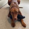 House sit pet parent - Beautiful lakeside home with a wonderful Vizsla and views, 1.5h from Melbourne.