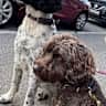 House sit pet parent - Christmas sit in the Dedham Vale AONB