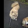 House sit pet parent - 2 Super Friendly Pomskys