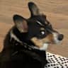 House sit pet parent - Michigan country house