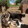 House sit pet parent - House sitters needed from 16 Aug this 30 Aug 2026 in Wallingford, near Oxford