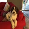 House sit pet parent - What's Not to Love?