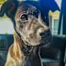 House sit pet parent - Enjoy island living in Eleuthera while caring for sweet, loving Coco. 