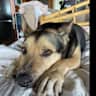 House sit pet parent - One great dog in a great location!