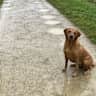 House sit pet parent - Enjoy Amsterdam