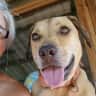 House sit pet parent - Stay in my house in Aruba and take care of my dog