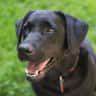 House sit pet parent - Beautiful Home with Back Deck Looking over a Valley