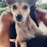 House sit pet parent - Hi