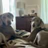 House sit pet parent - House/Pet sitter needed in Dallas, Texas!
