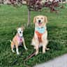 House sit pet parent - WFH in Spacious 4-Bed House in Quiet Neighborhood with Sweet Pups!