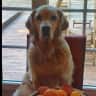 House sit pet parent - Cute golden retriever in a peaceful yard/neighborhood