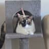 House sit pet parent - I love my GiGi and I just want her cared for and looked after. Where I live is