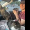 House sit pet parent - 2 Cute Cats in Burlington, VT - 10 minute walk to Church Street, Lake, Bike Path