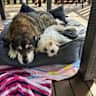 House sit pet parent - Pet sitter required - house in Victoria Point with 2 friendly & cuddly dogs!