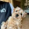 House sit pet parent - Family house in Wandsworth with Bear the Norfolk Terrier