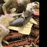 House sit pet parent - 2 loving lurchers need company in their quirky country cottage 31/1-8/1 2026