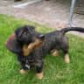 House sit pet parent - Lovely sausage dog in Brunei is looking for a responsible & caring  companion !