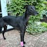 House sit pet parent - House/pet sitter needed for our lovely lurcher and lab, in our thatched cottage